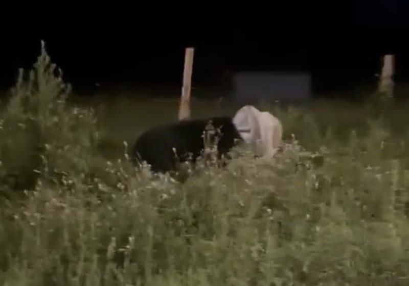 Полиция в Приморье проверяет информацию о диком животном вышедшем к людям в поселке Барабаш